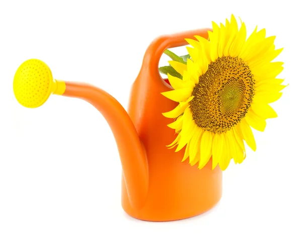 Große gelbe Sonnenblume in oranger Gießkanne / isoliert — Stockfoto