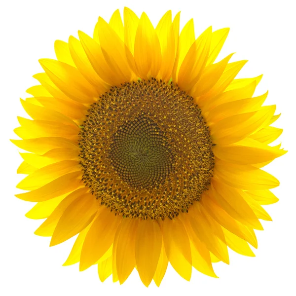 Yksittäinen auringonkukka eristetty valkoisella taustalla — kuvapankkivalokuva