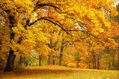 podzim / zlaté stromy v parku