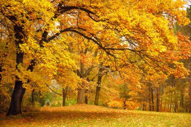Bir parkta sonbahar / altın ağaçlar
