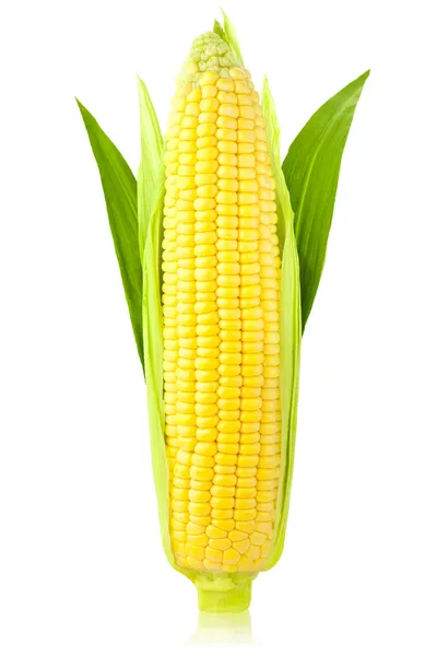 Oor van maïs / verticale / geïsoleerd op een witte achtergrond — Stockfoto
