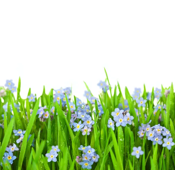 Myosotis blommor i grönt gräs / isolerad på vit bakgrund — Stockfoto