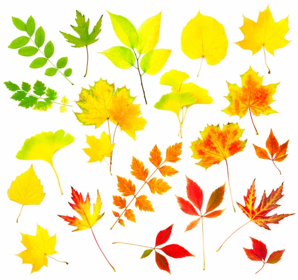 Verzameling van mooie kleurrijke Herfstbladeren — Stockfoto