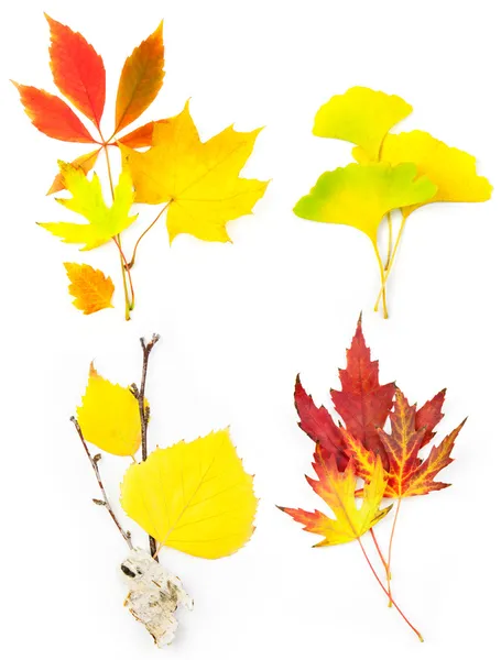 Conjunto de composición de hermosas hojas de otoño / aislado — Foto de Stock