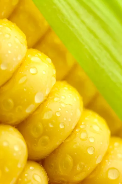 Granos de maíz maduro con hoja verde / Macro extremo / dorso amarillo —  Fotos de Stock