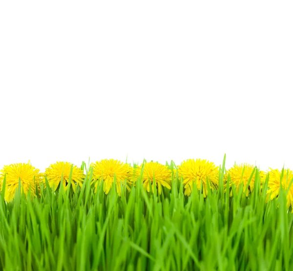 Sarı beyaz zemin üzerine yeşil çim Dandelions / taraxacu — Stok fotoğraf