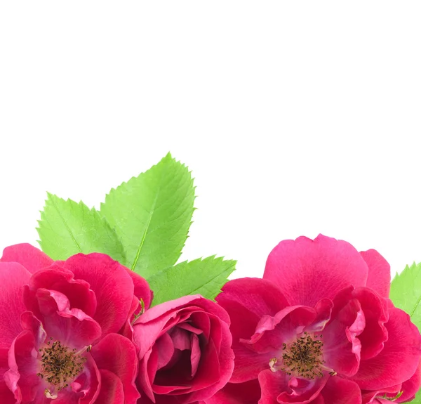 Mooie roze bloemen achtergrond met kopie ruimte voor tekst — Stockfoto