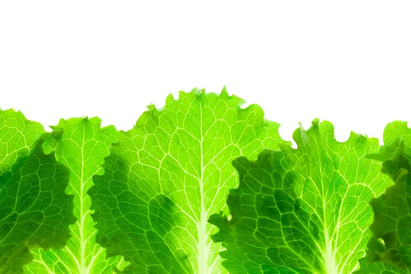 Fresh Lettuce Border / leaves isolated on white — Stock Photo, Image