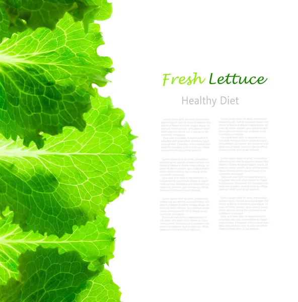 Frischer Salatrand / Blätter isoliert auf weiß — Stockfoto