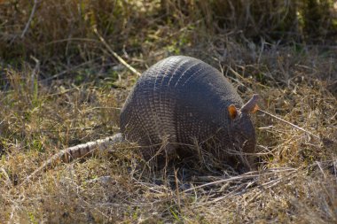 Armadillo