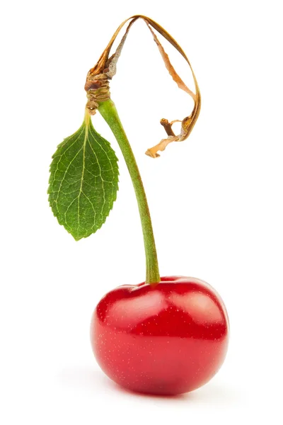 Egyetlen cseresznye — Stock Fotó