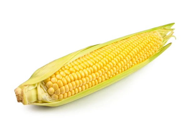 Egyetlen kukorica — Stock Fotó
