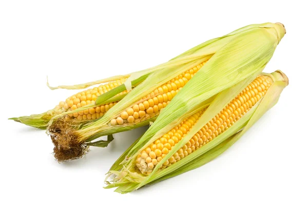Corn group — Stock Photo, Image