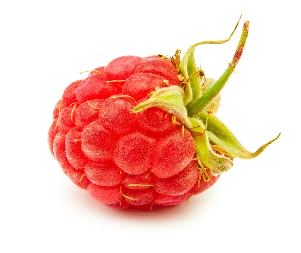 单莓 — 图库照片