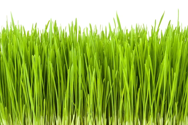 Saftiges Gras — Stockfoto