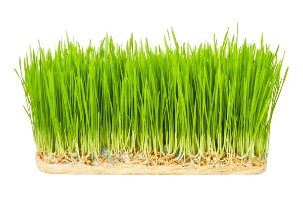 Gras spruiten — Stockfoto