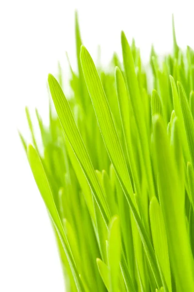 Lush grass — Stock Photo, Image