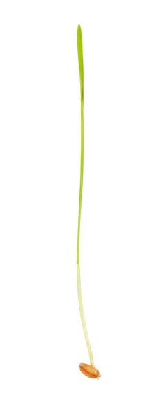 Tarwe sprout — Stockfoto