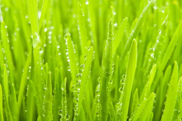 Dew on grass Royalty Free Stock Photos