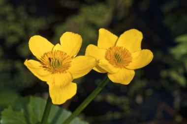 Sarı marsh marigold çiçek.