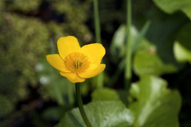 Sarı marsh marigold çiçek.