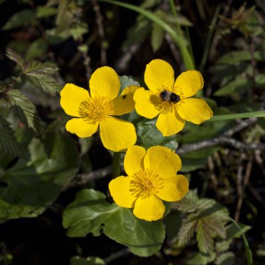 Sarı marsh marigold çiçek.