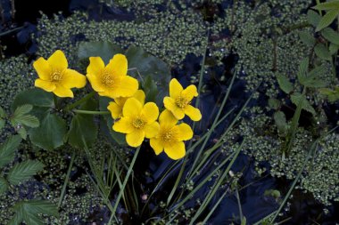 Sarı marsh marigold çiçek.