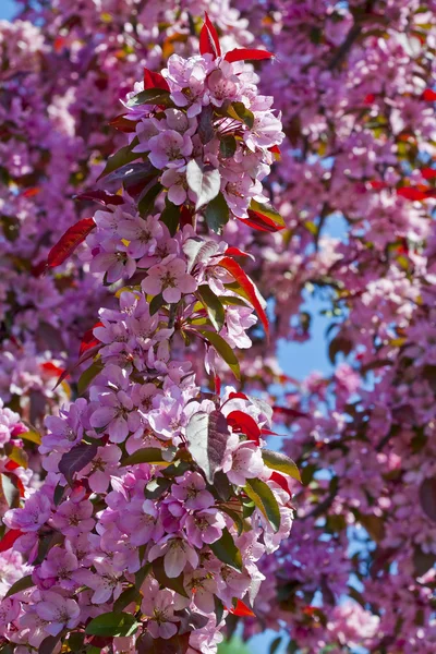 Pink flowers in blossom. — Stock Photo, Image