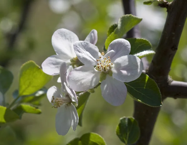 Flowering apple tree. — Stock Photo, Image