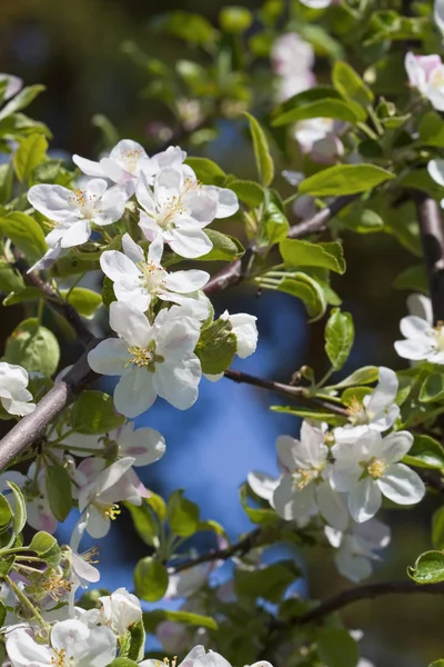 Flowering apple tree. — Stock Photo, Image