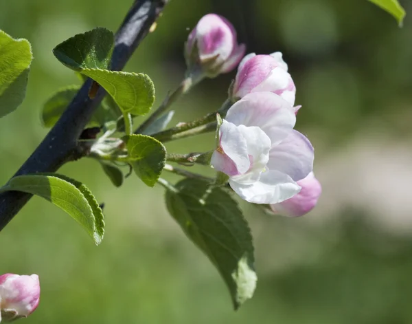 फूलों सेब पेड़ . — स्टॉक फ़ोटो, इमेज