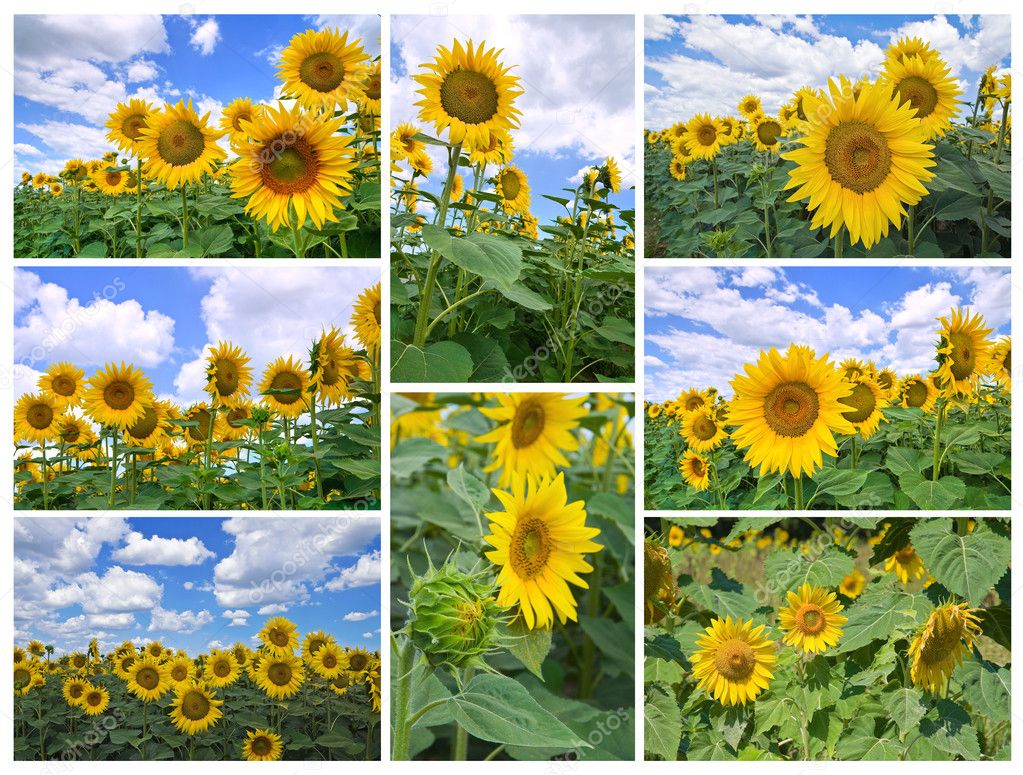 Sunflower collage.