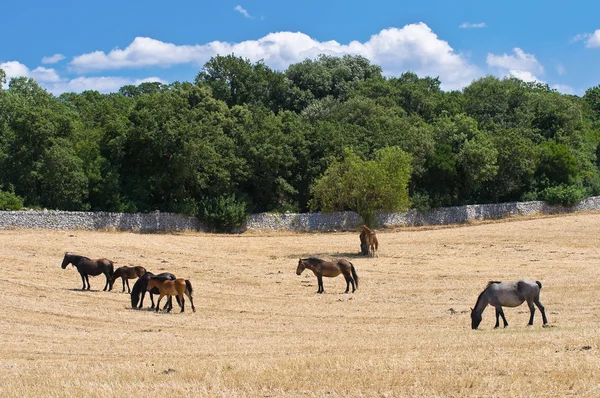 Paarden grazen in platteland. — Stockfoto