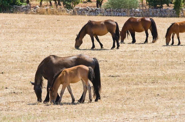 Horses grazing in countryside. — Stock Photo, Image