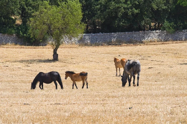 Cavalos pastando no campo . — Fotografia de Stock
