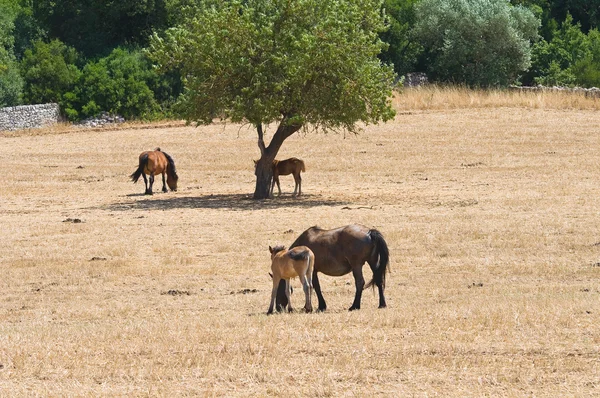 Kırsal alanda otlayan atlar. — Stok fotoğraf
