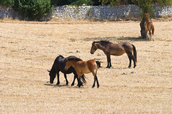 Paarden grazen in platteland. — Stockfoto