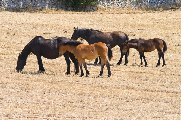 Hästar betar på landsbygden. — Stockfoto