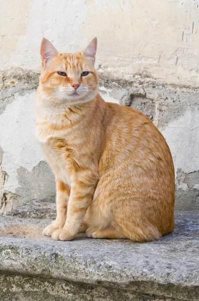 Orange tabby cat on stair-step. — Stock Photo, Image