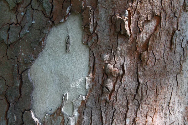 Tekstur kulit pohon — Stok Foto
