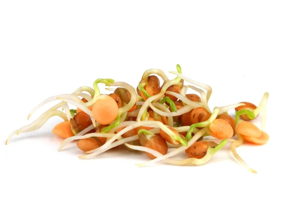 Germogli di lenticchie rosse — Foto Stock
