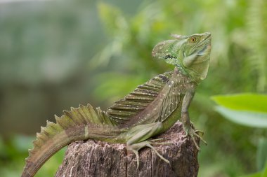 Tüm iguana terrarium içinde