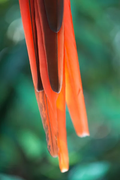 緋色のコンゴウインコの詳細 — ストック写真