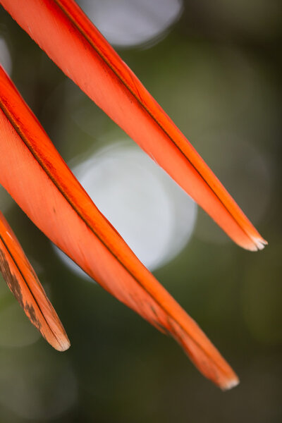 Detail of Scarlet Macaw