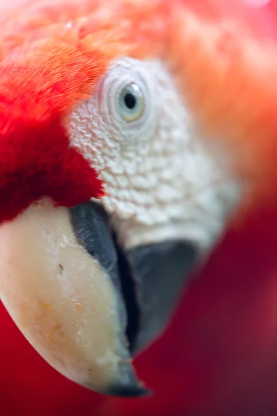Détail de Scarlet Macaw — Photo