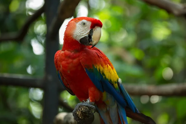 Scarlet papoušek na okouna — Stock fotografie