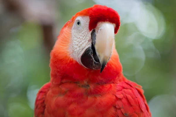 Dettaglio di Scarlet Macaw — Foto Stock