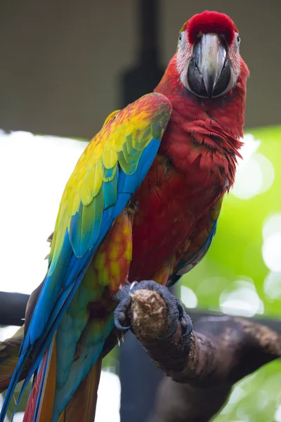 Scarlet papoušek na okouna — Stock fotografie