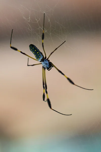 Золотой паук — стоковое фото