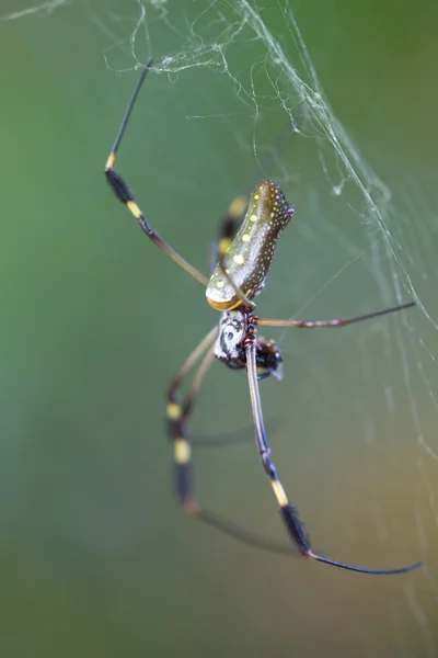 황금 천체 거미 — 스톡 사진